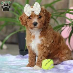 Rita, Cavapoo Puppy