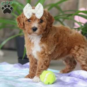 Rita, Cavapoo Puppy