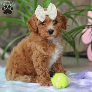 Rita, Cavapoo Puppy