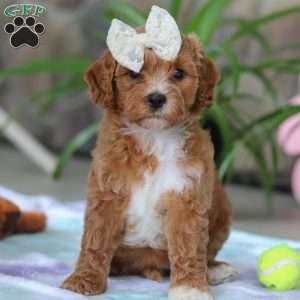 Rita, Cavapoo Puppy