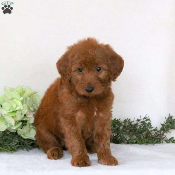 Rita, Mini Goldendoodle Puppy