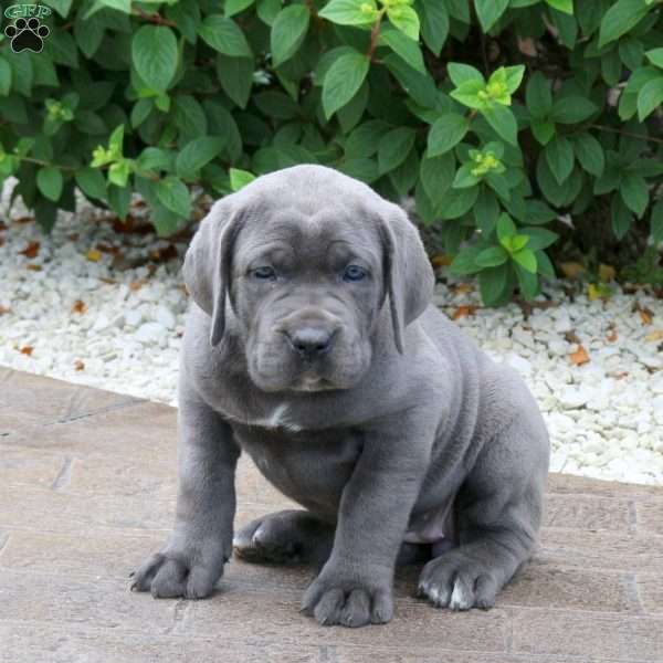 Rita, Cane Corso Puppy