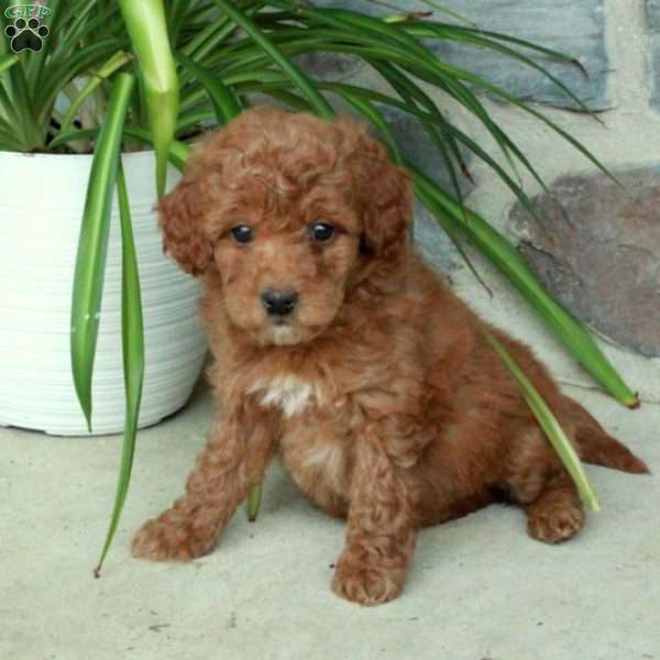 Rita, Mini Goldendoodle Puppy