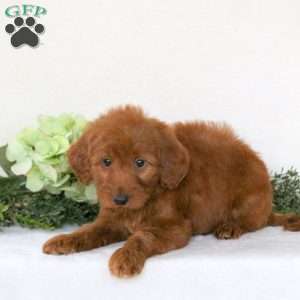 Rita, Mini Goldendoodle Puppy