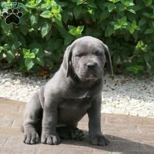 Rita, Cane Corso Puppy