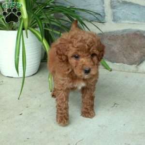 Rita, Mini Goldendoodle Puppy
