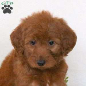 Rita, Mini Goldendoodle Puppy
