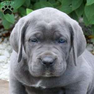 Rita, Cane Corso Puppy