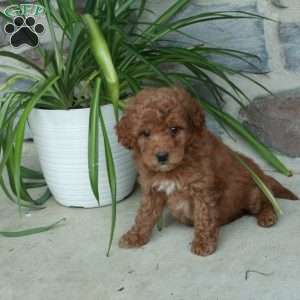 Rita, Mini Goldendoodle Puppy
