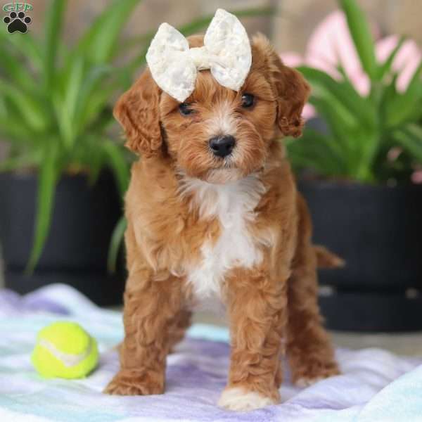 Rita, Cavapoo Puppy