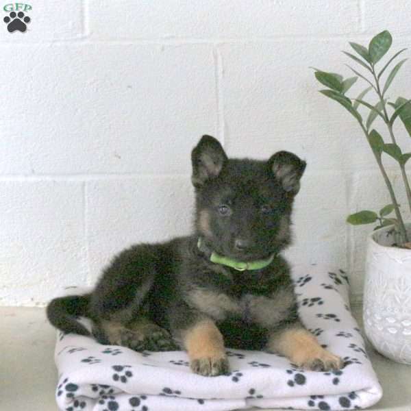 River, German Shepherd Puppy