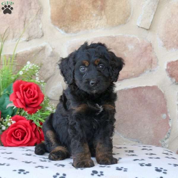 River, Mini Bernedoodle Puppy