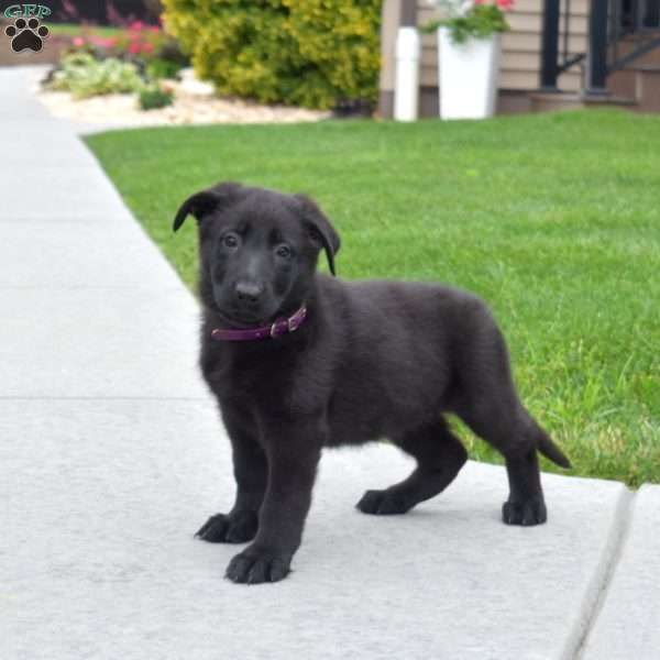 River, German Shepherd Puppy