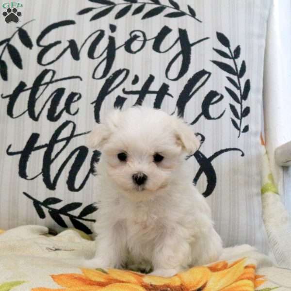 River, Maltese Puppy