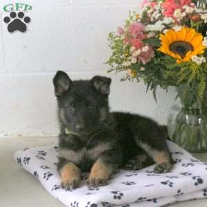 River, German Shepherd Puppy