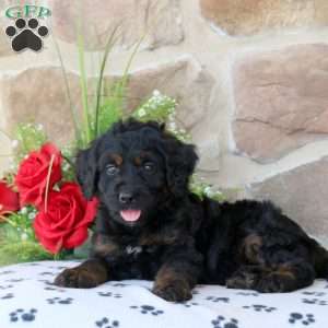 River, Mini Bernedoodle Puppy