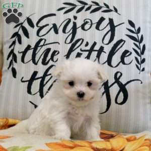 River, Maltese Puppy