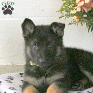 River, German Shepherd Puppy