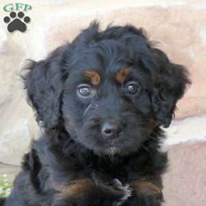 River, Mini Bernedoodle Puppy