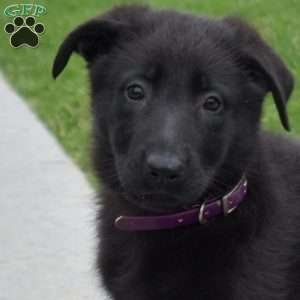 River, German Shepherd Puppy