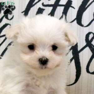 River, Maltese Puppy