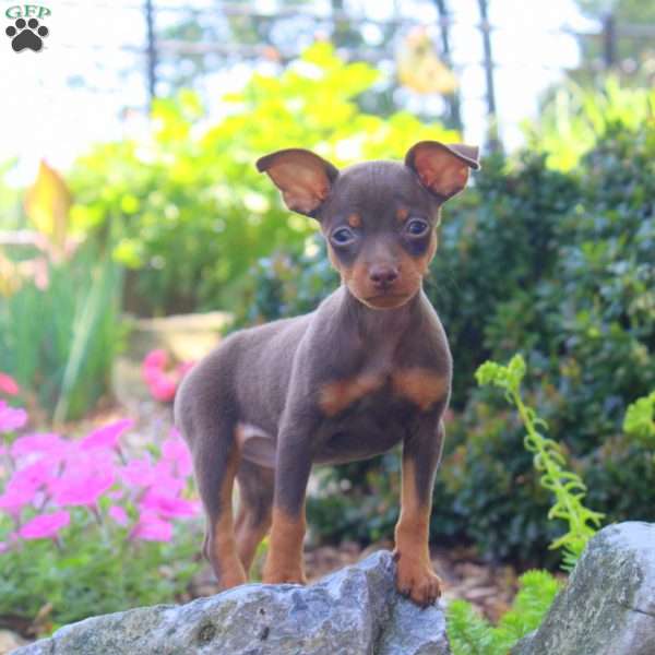 Robert, Miniature Pinscher Puppy