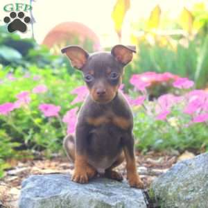 Robert, Miniature Pinscher Puppy