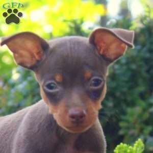 Robert, Miniature Pinscher Puppy