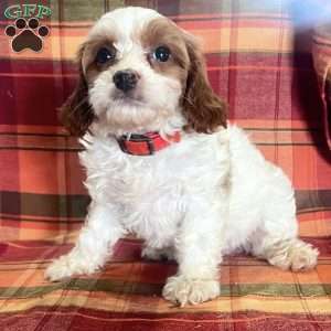 Robin, Cavapoo Puppy