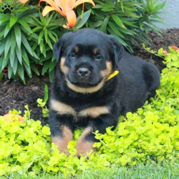 Rocket, Rottweiler Puppy