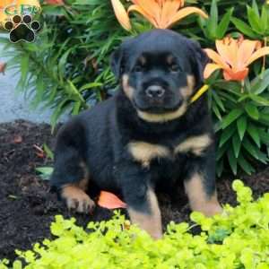 Rocket, Rottweiler Puppy