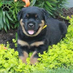 Rocket, Rottweiler Puppy