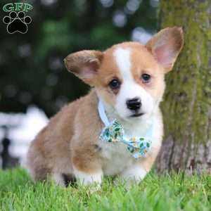 Rocky, Pembroke Welsh Corgi Puppy