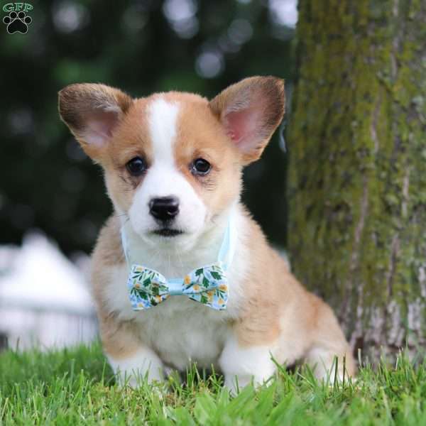 Rocky, Pembroke Welsh Corgi Puppy
