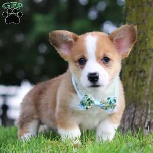 Rocky, Pembroke Welsh Corgi Puppy