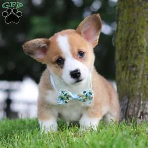 Rocky, Pembroke Welsh Corgi Puppy