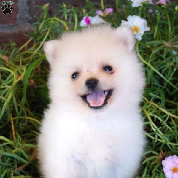 Rocky, Pomeranian Puppy