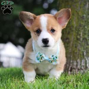 Rocky, Pembroke Welsh Corgi Puppy