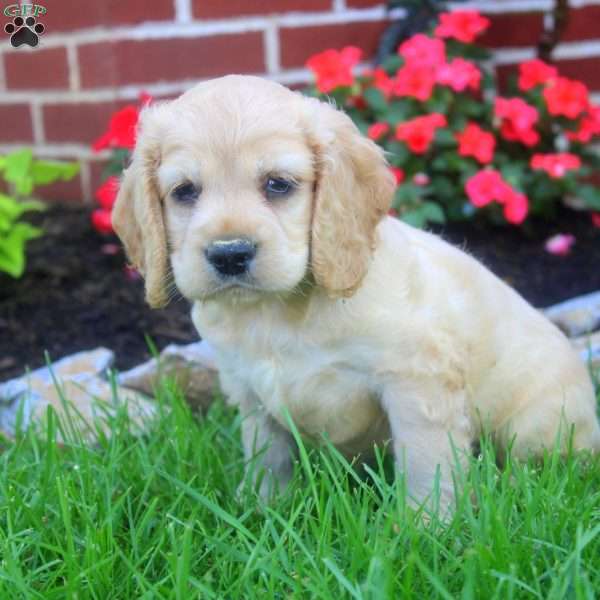 Ron, Cocker Spaniel Puppy