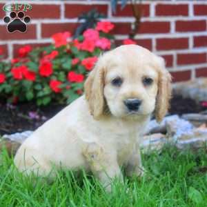 Ron, Cocker Spaniel Puppy