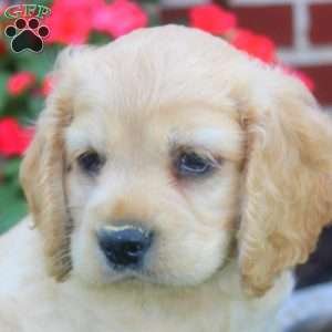 Ron, Cocker Spaniel Puppy