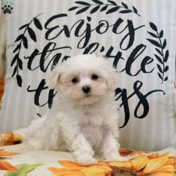 Ronda, Maltese Puppy