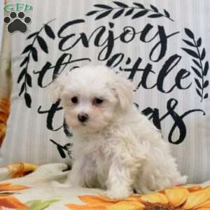 Ronda, Maltese Puppy