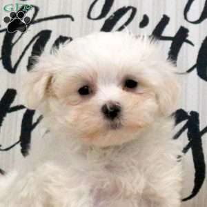 Ronda, Maltese Puppy