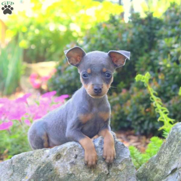 Ronnie, Miniature Pinscher Puppy