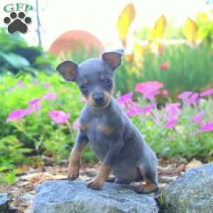 Ronnie, Miniature Pinscher Puppy