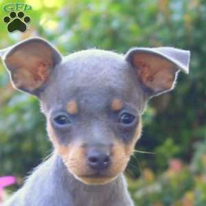 Ronnie, Miniature Pinscher Puppy