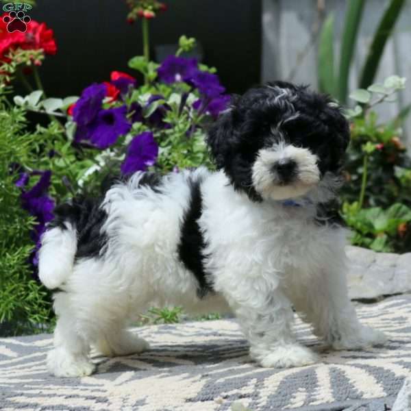 Rookie, Havapoo Puppy
