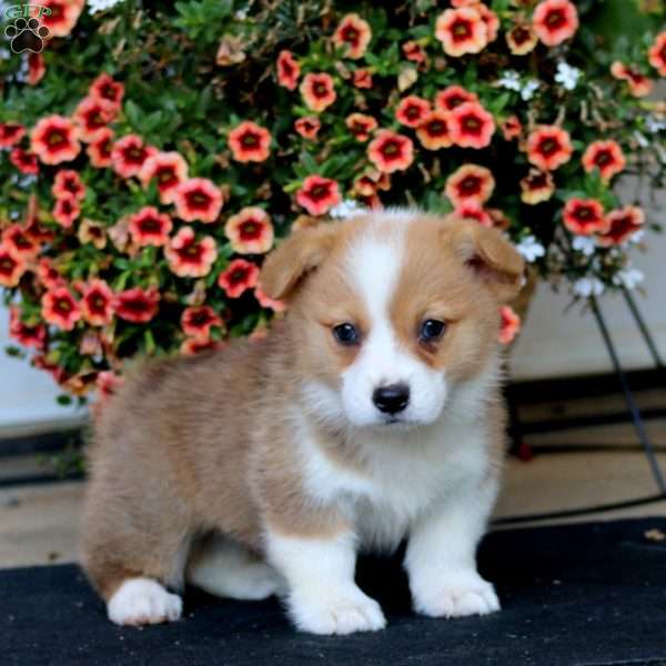 Rookie, Pembroke Welsh Corgi Puppy