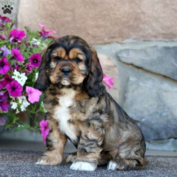Rookie, Cocker Spaniel Puppy